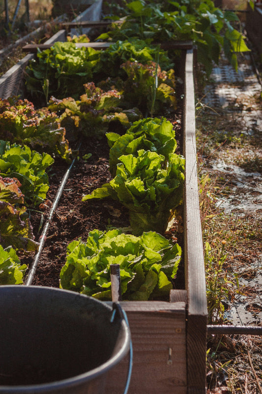 Emprende con tu Huerta Agroecologica+ 3 Bonos+ Ganancias